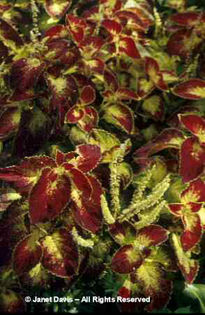 Solenostemon%20scuttelarioides%20