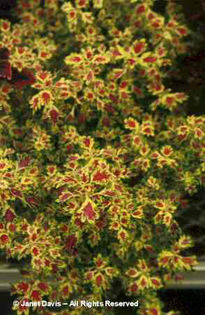 Solenostemon%20scuttelarioides%20