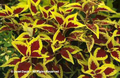 Solenostemon%20scuttelarioides%20