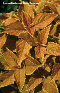 Solenostemon%20scuttelarioides%20