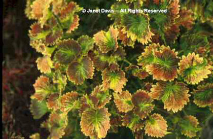 Solenostemon%20scuttelarioides%20'Tilt-a-Whirl'
