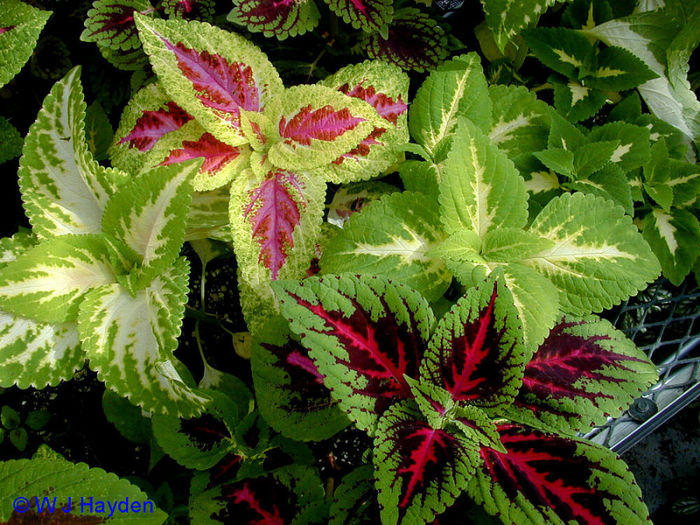 solenostemon_scutellarioides_UR-G_04s