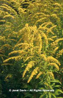 Solidago%20canadensis