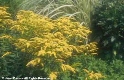Solidago%20