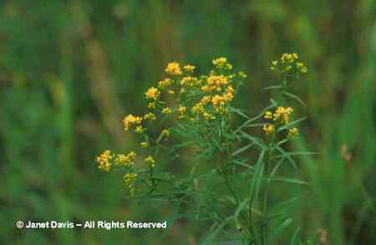 Solidago%20graminifolia
