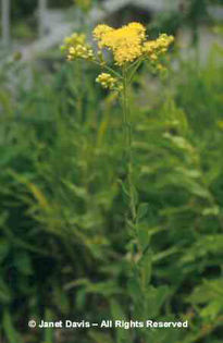 Solidago%20rigida