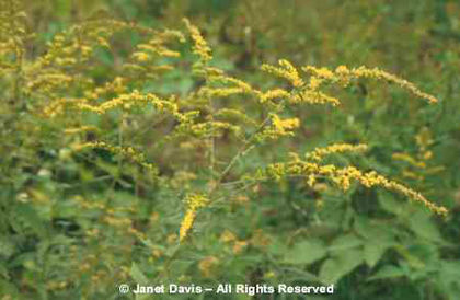 Solidago%20rugosa