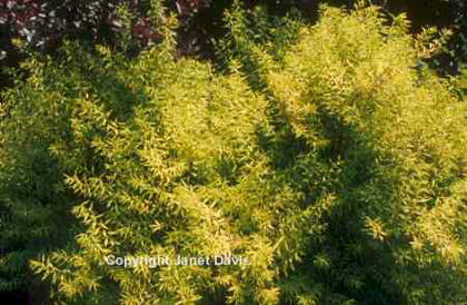 Spiraea%20thunbergii%20