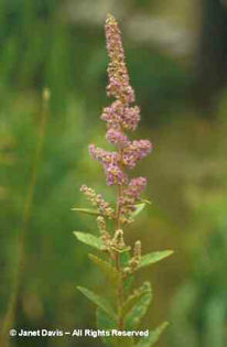 Spiraea%20tomentosa