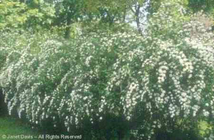 Spiraea%20x%20vanhouttei