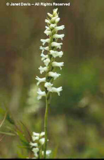 Spiranthes%20romanzoffiana