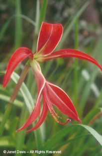 Sprekelia%20formossima