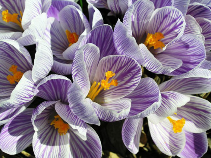 Spring_Crocus_-_Closeup(Resized)