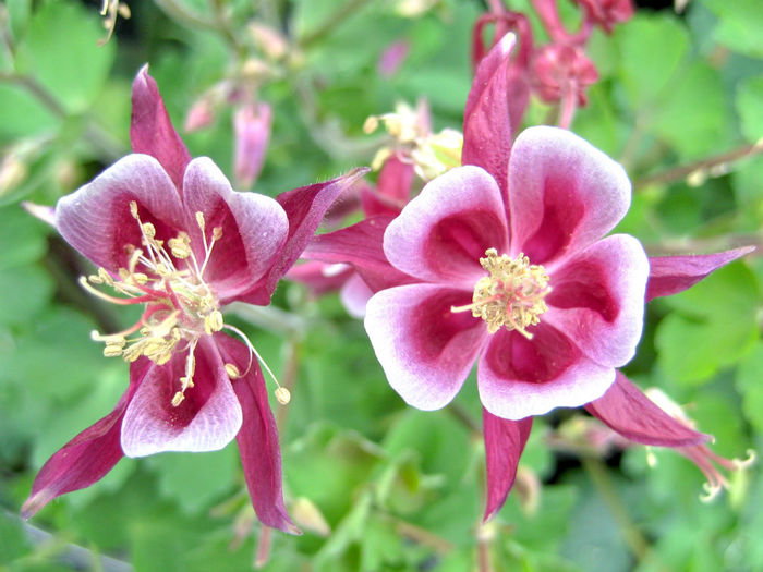 Stauden-Akelei_Aquilegia_vulgaris_rot