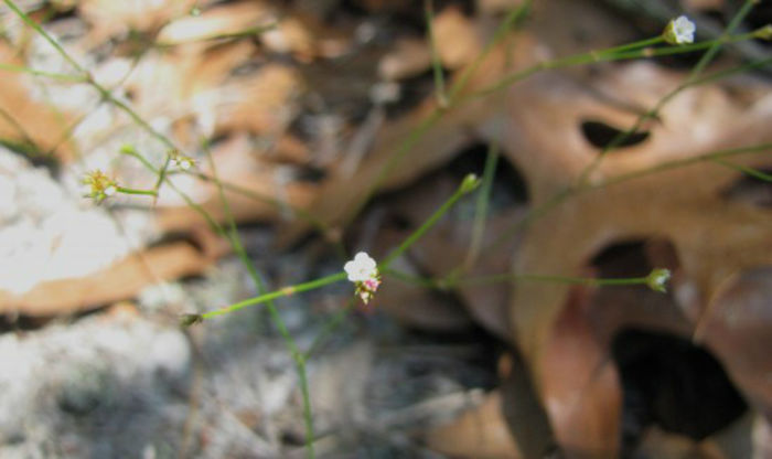 Stipulicida_setacea,_Wire-plant,_flowers,_halyburton_2013_may_10_web_resized