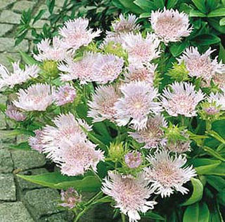 Stokesia%20laevis%20
