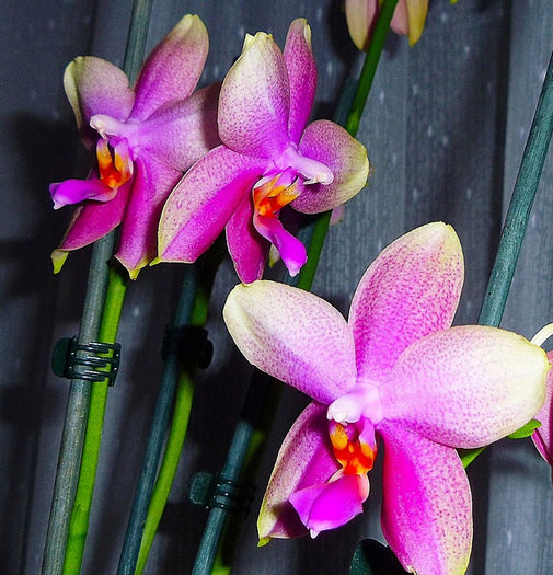 Phalaenopsis Liodoro - Phalaenopsis