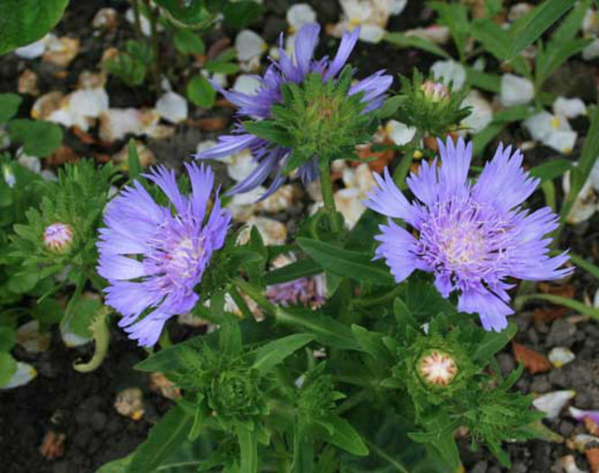 Stokesia%20laevis%20
