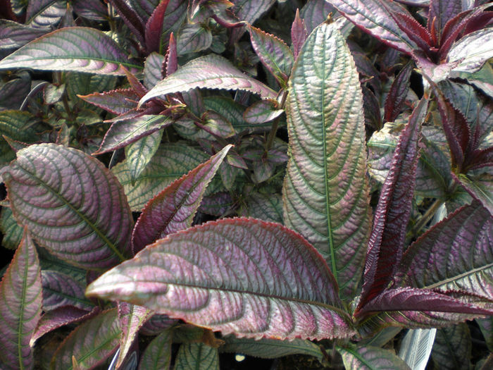 Strobilanthes-Purple-Passion-Web-3