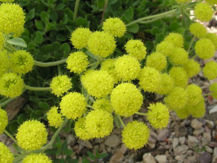 Sulfur_Flower_Buckwheat_-_Closeup(Resized)