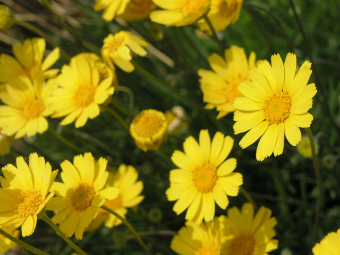 Sundancer_Daisy,_Tetraneuris_acaulis_(6)
