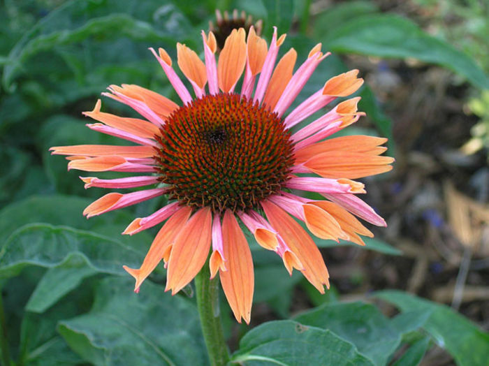 Sundown_Coneflower,_Echinacea_
