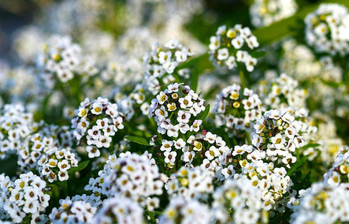 sweet-alyssum