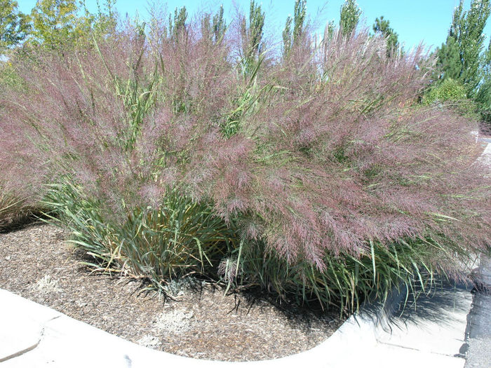 Switch_Grass,_Panicum_virgatum_'Dallas_Blues'_Sep_2005