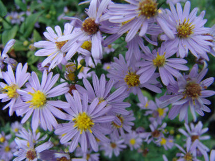 symphyotrichum_bluebird