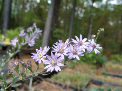 symphyotrichum_concolor