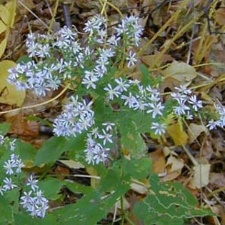 symphyotrichum_cordifolium