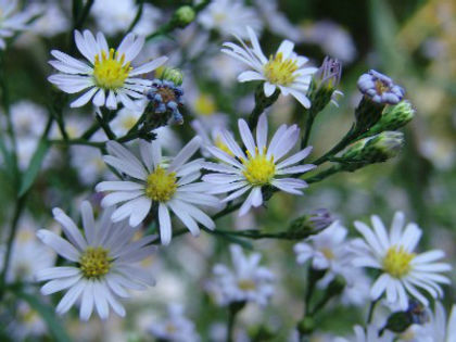 symphyotrichum_oolentangiense