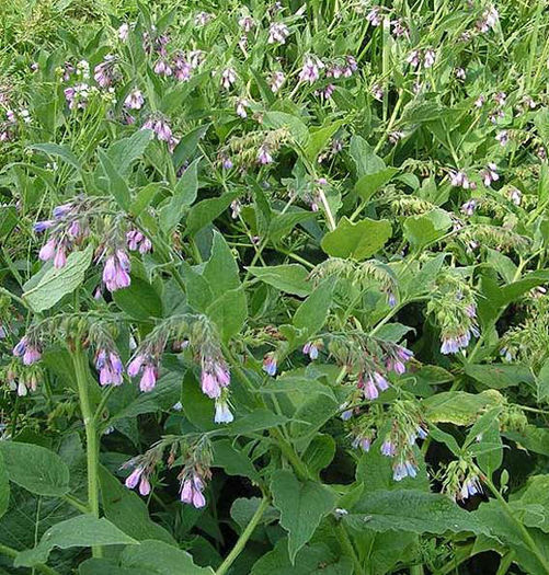 Symphytum%20officinale