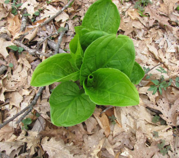 Symplocarpus_foetidus_leaves_2012_Mar_30-April_4_034_web_resized