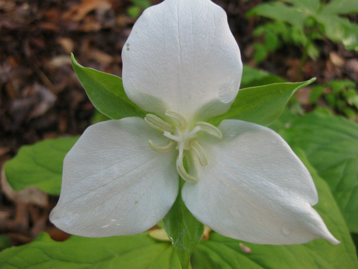 T._flexipes_bloom_close_up1_