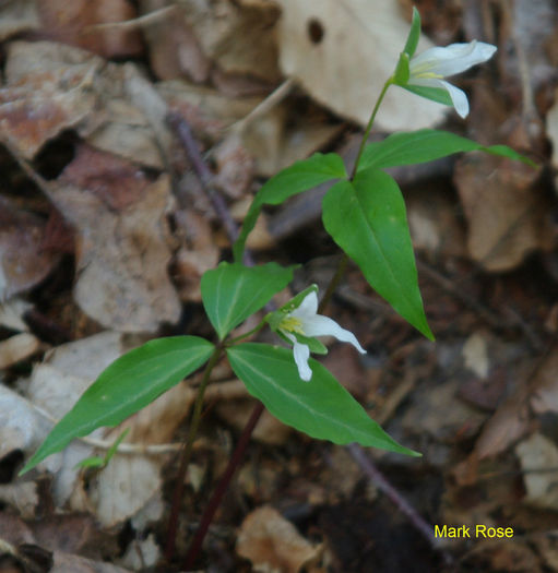 T._persistens-in_flower_