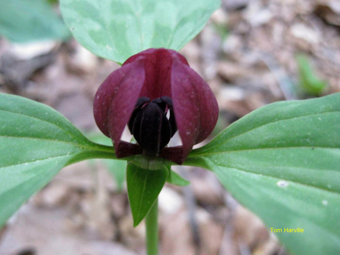 T._recurvatum_bloom_close_up_