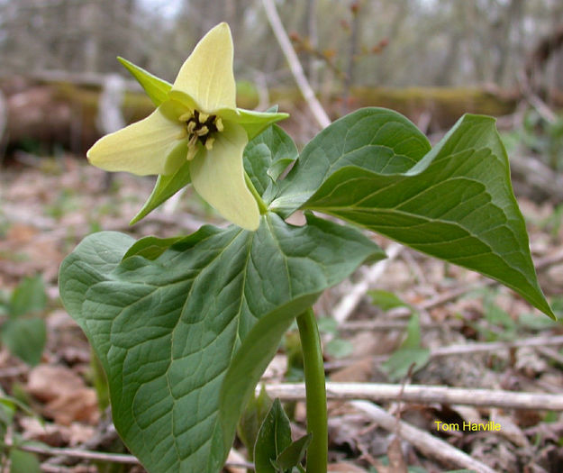 T._sulcatum_f_._albolutescens_