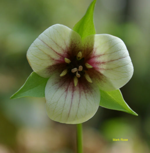 T._sulcatum_f_._albolutescens_blushed_form_