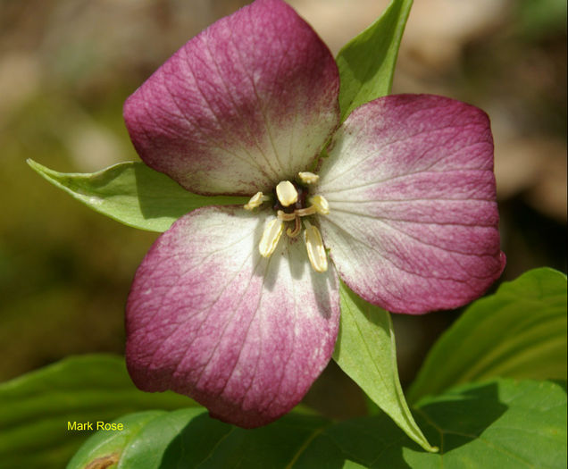 T._sulcatum_f_._albolutescens_pink_flowered_form_