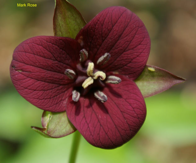 T._sulcatum_f_._sulcatum-closeup_of_flower_