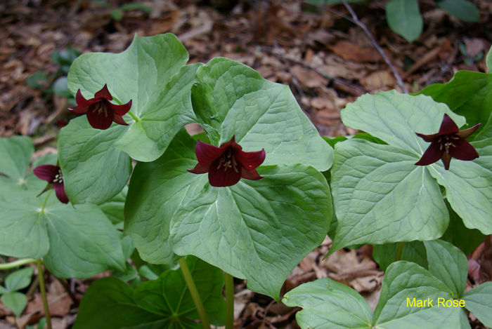 T._sulcatum-in_flower_