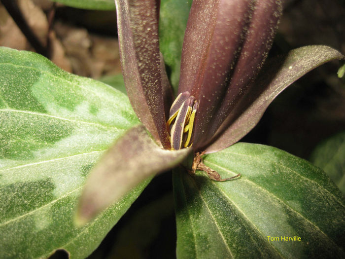 t._underwoodii_closeup_