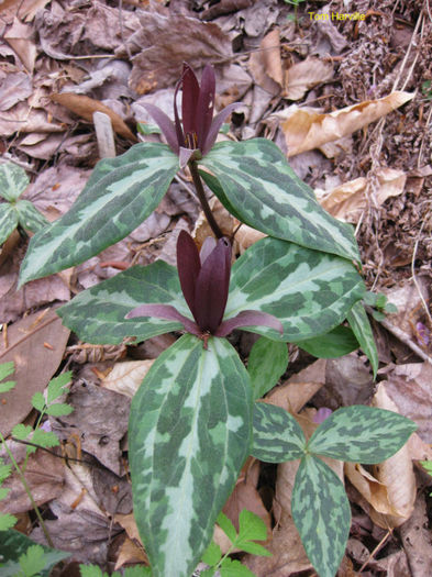 t._underwoodii_plants_
