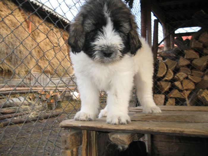 f3-7 sapt.-disponibila