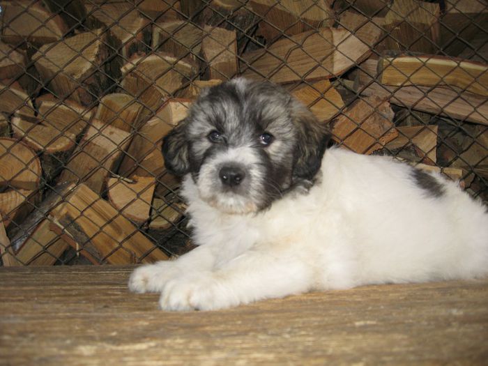 f2-7 sapt.-disponibila