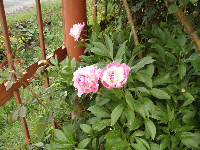 DSCF6487 - Bujori - peonia