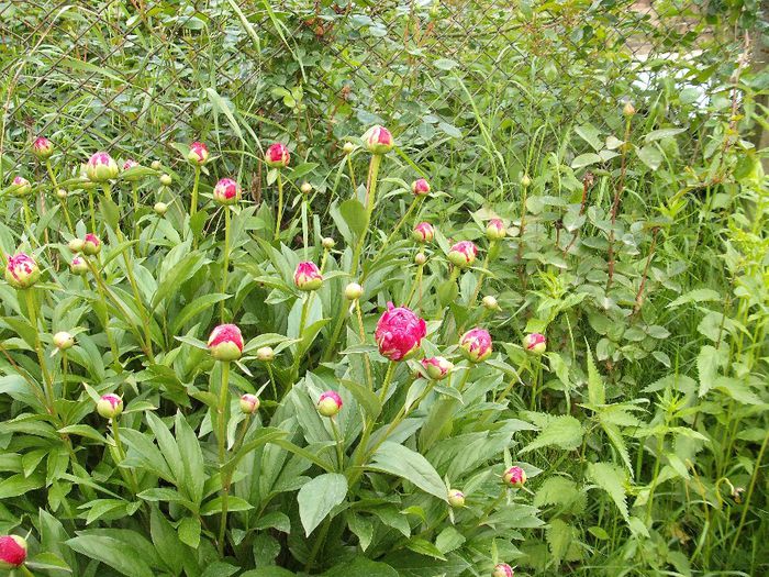 DSCF6491 - Bujori - peonia