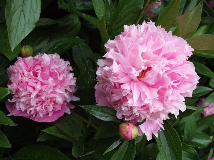 DSCF6509 - Bujori - peonia