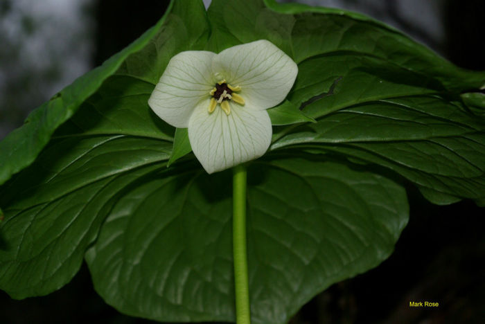 T._vaseyi_f_._elegans_